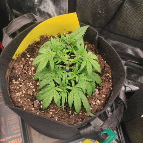3 growlog timeline photo