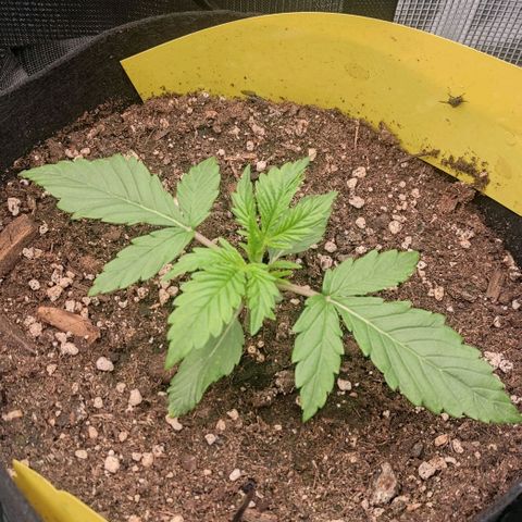 North Thunderfuck Auto RQS growlog timeline photo