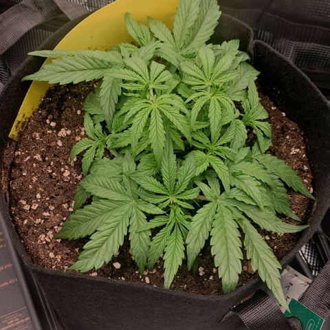 3 growlog timeline photo