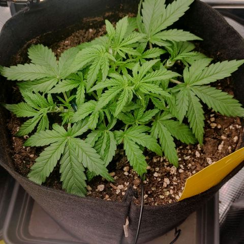6 growlog timeline photo
