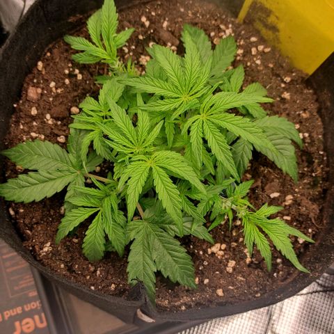 3 growlog timeline photo
