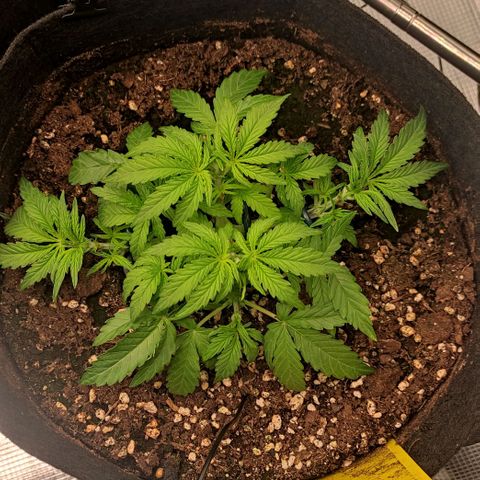 6 growlog timeline photo