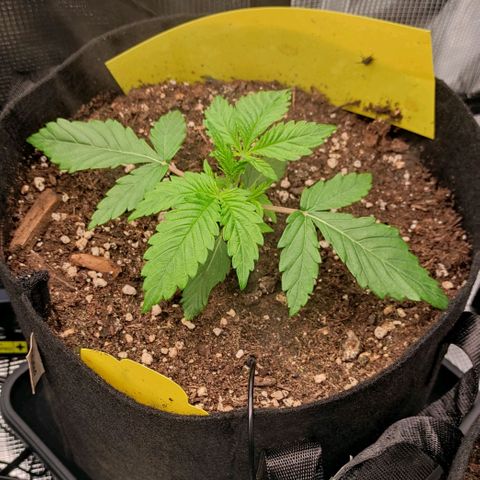 North Thunderfuck Auto RQS growlog timeline photo