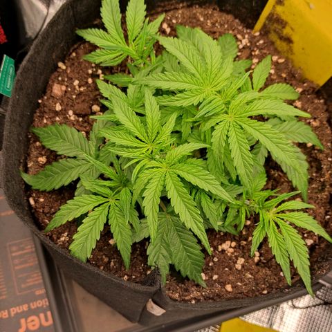 3 growlog timeline photo