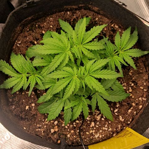 6 growlog timeline photo