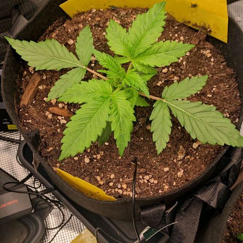 North Thunderfuck Auto RQS growlog timeline photo