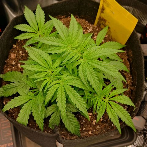 3 growlog timeline photo