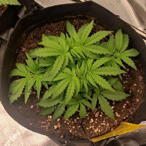 6 growlog timeline photo