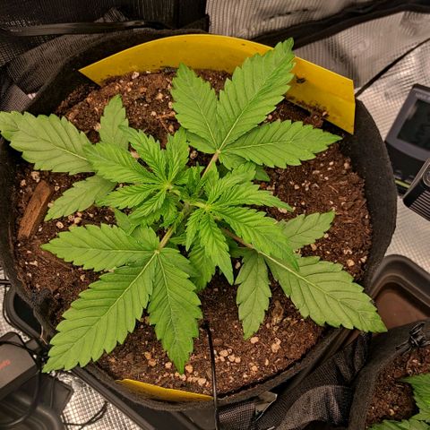 North Thunderfuck Auto RQS growlog timeline photo
