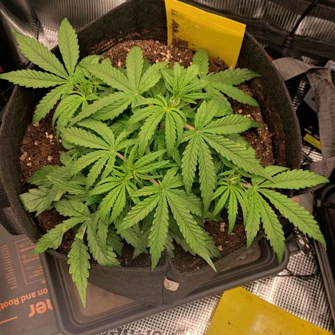 3 growlog timeline photo