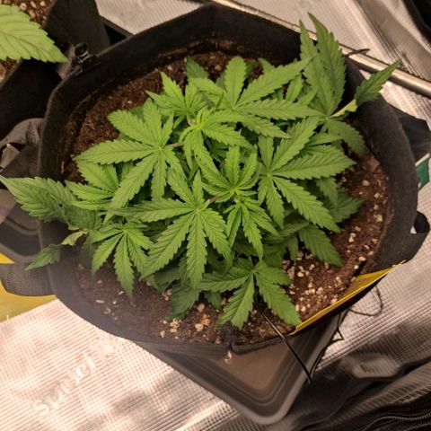 6 growlog timeline photo