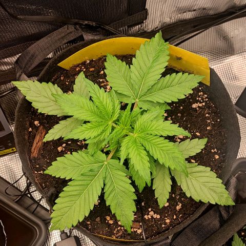North Thunderfuck Auto RQS growlog timeline photo
