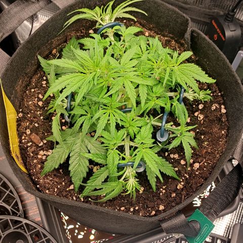 3 growlog timeline photo