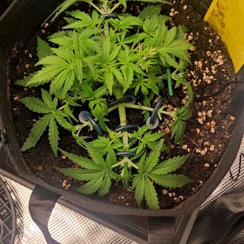 6 growlog timeline photo