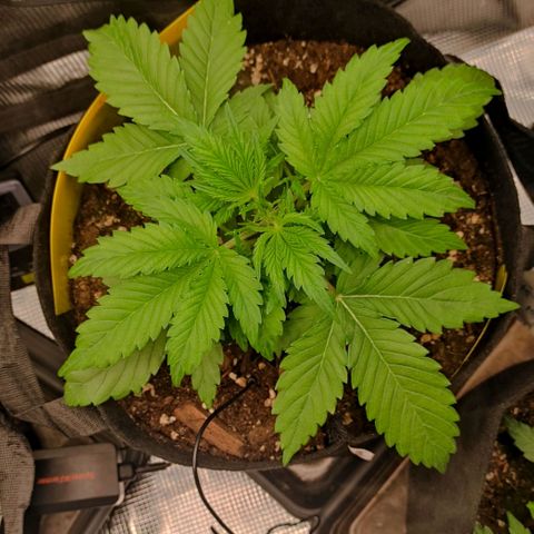 North Thunderfuck Auto RQS growlog timeline photo