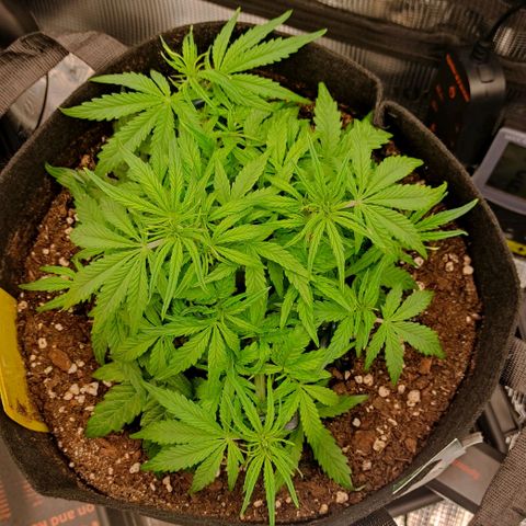3 growlog timeline photo