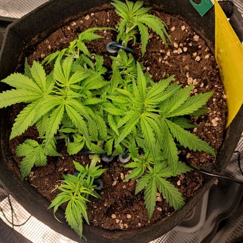 6 growlog timeline photo