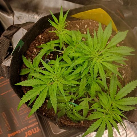 3 growlog timeline photo