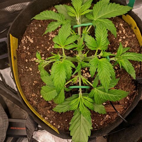 North Thunderfuck Auto RQS growlog timeline photo