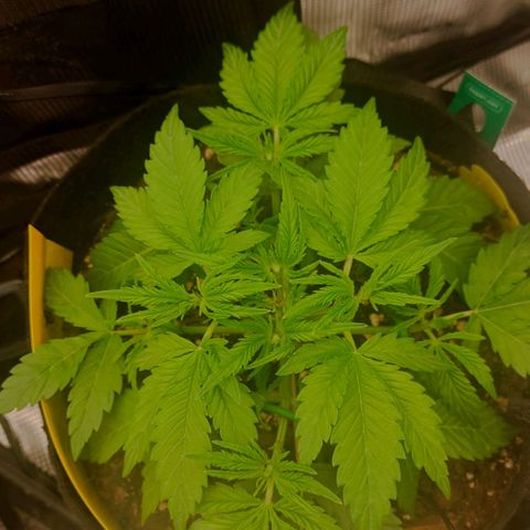 North Thunderfuck Auto RQS growlog timeline photo