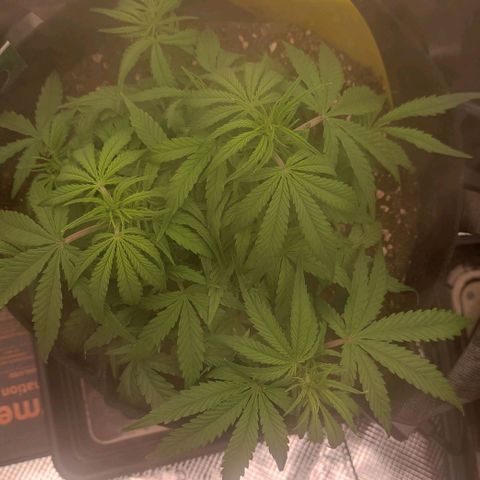 3 growlog timeline photo