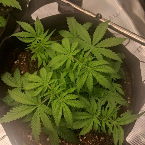 6 growlog timeline photo