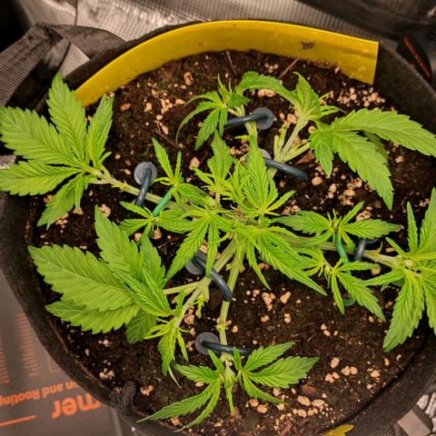 North Thunderfuck Auto RQS growlog timeline photo