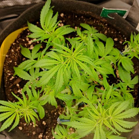 3 growlog timeline photo
