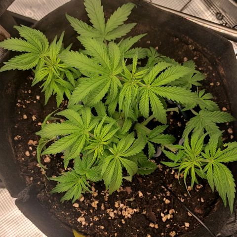 6 growlog timeline photo