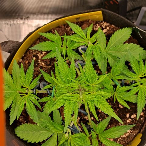 North Thunderfuck Auto RQS growlog timeline photo