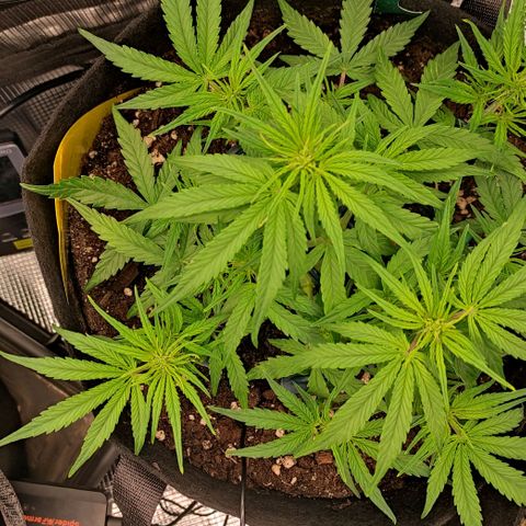 3 growlog timeline photo