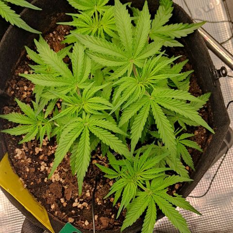 6 growlog timeline photo
