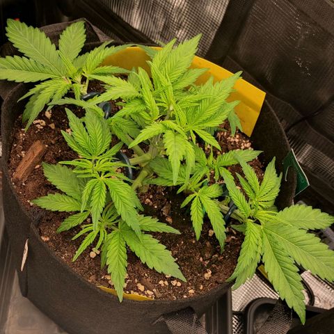 North Thunderfuck Auto RQS growlog timeline photo