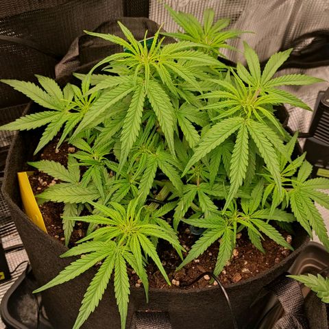 3 growlog timeline photo