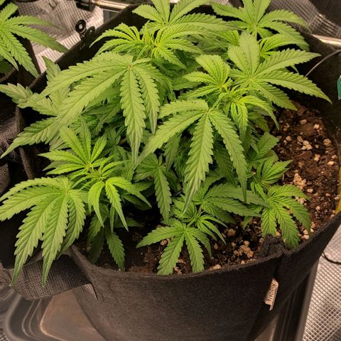 6 growlog timeline photo