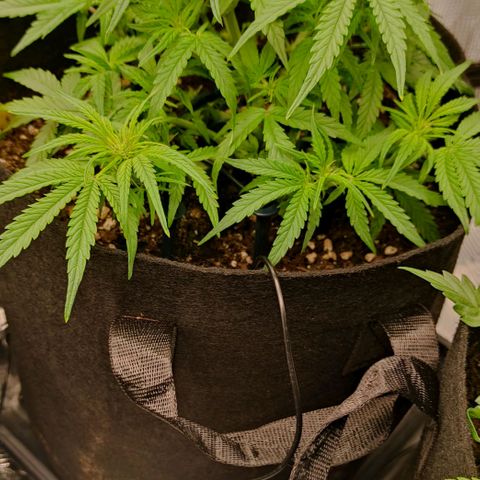 3 growlog timeline photo