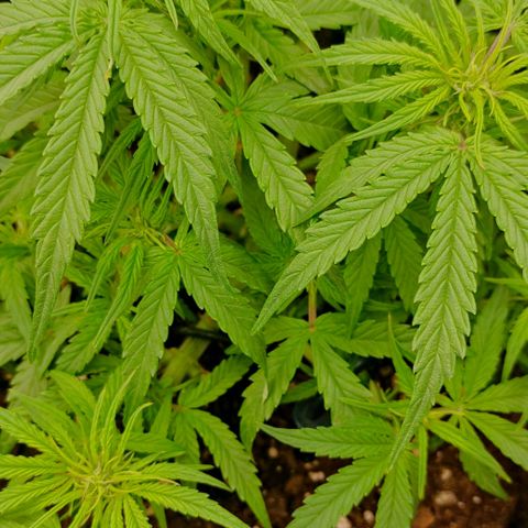 3 growlog timeline photo
