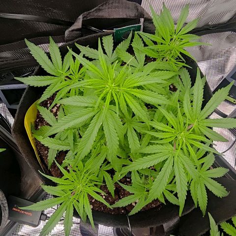 3 growlog timeline photo