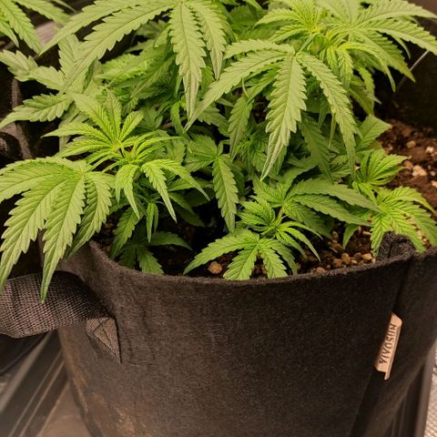 6 growlog timeline photo