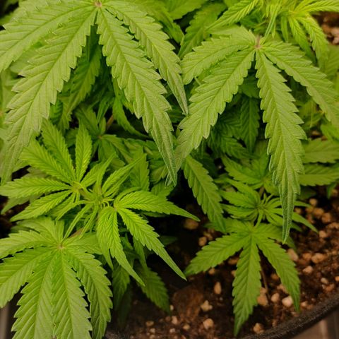 6 growlog timeline photo
