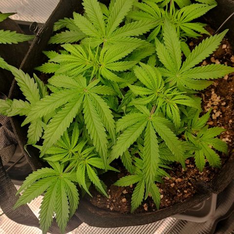 6 growlog timeline photo