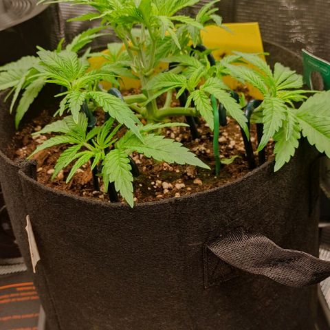 North Thunderfuck Auto RQS growlog timeline photo