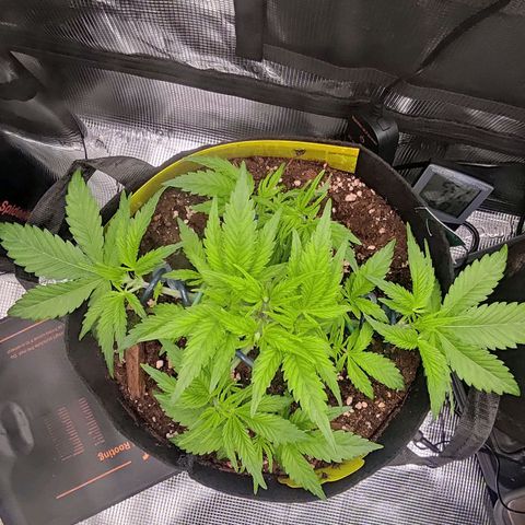 North Thunderfuck Auto RQS growlog timeline photo