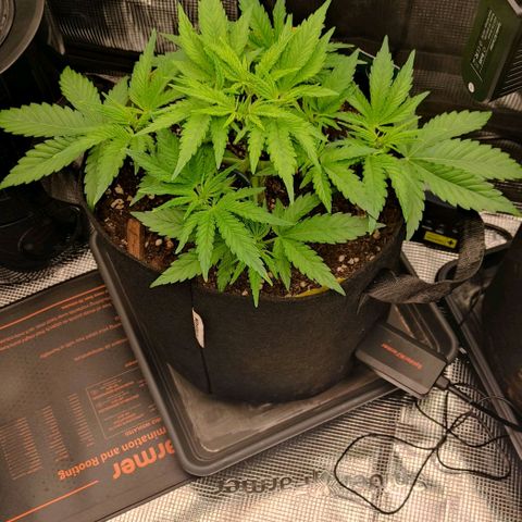 North Thunderfuck Auto RQS growlog timeline photo