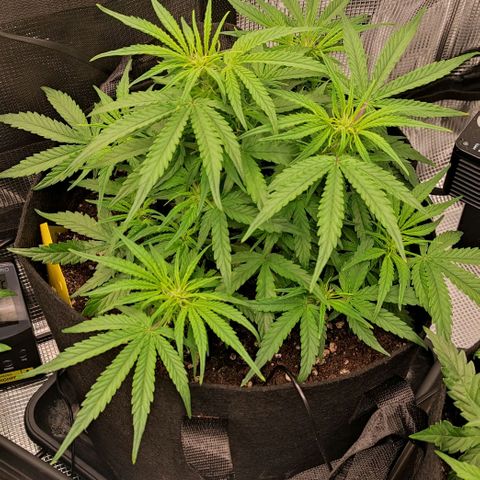 3 growlog timeline photo