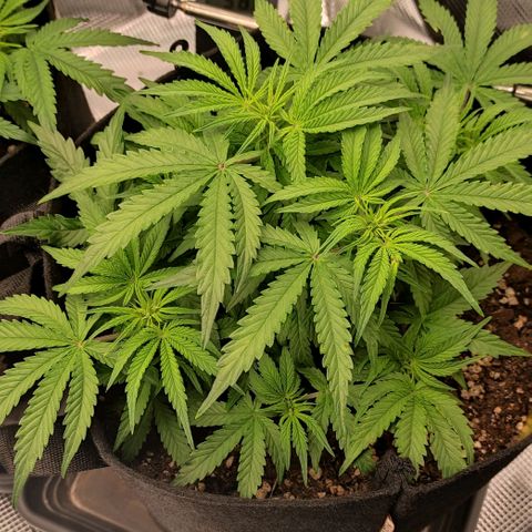 6 growlog timeline photo