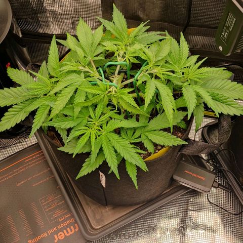 North Thunderfuck Auto RQS growlog timeline photo