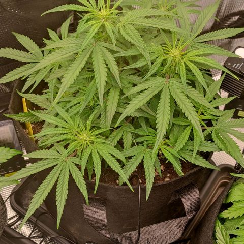 3 growlog timeline photo
