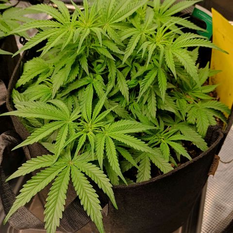 6 growlog timeline photo