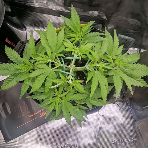 North Thunderfuck Auto RQS growlog timeline photo